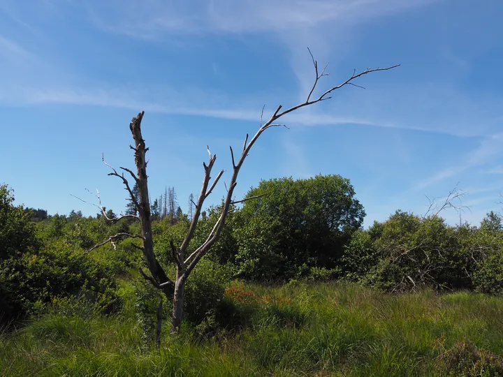 Signal de Botrange (België)